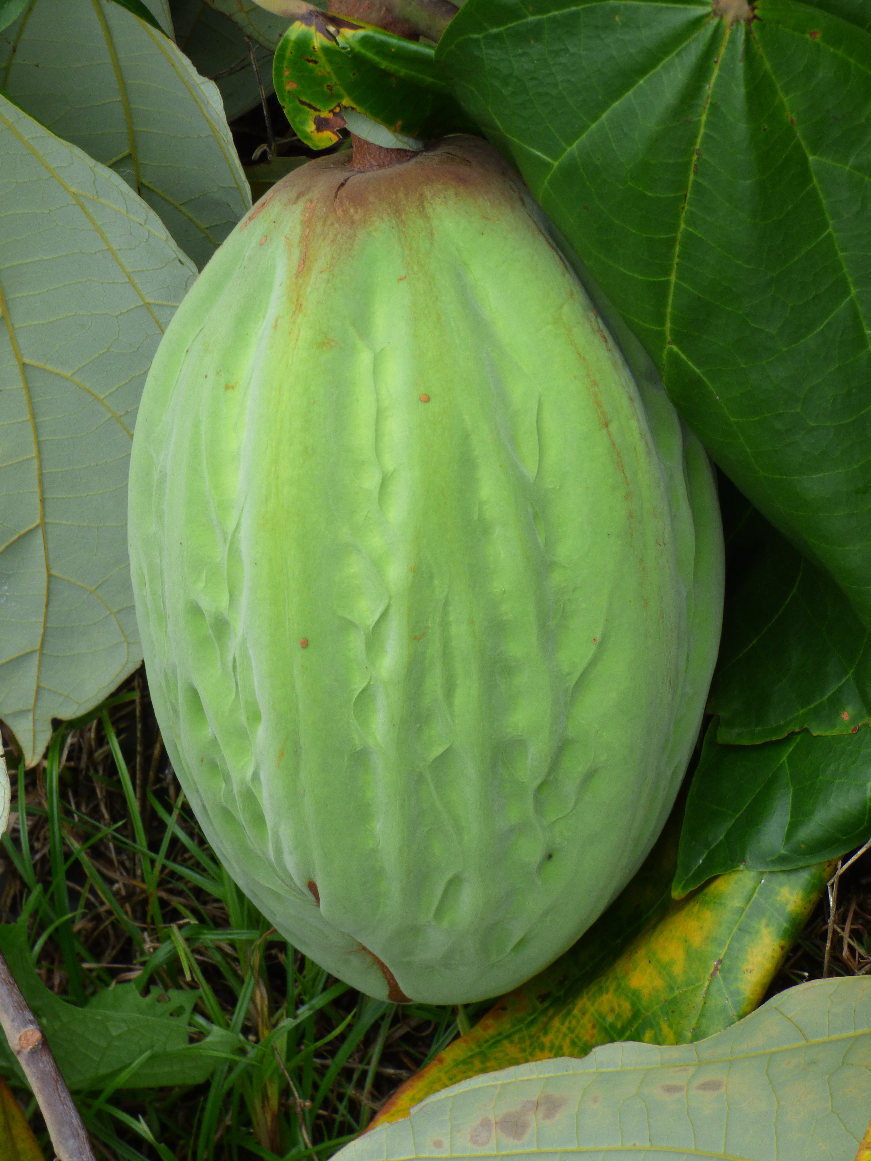 Cacao_Maraco_Theobroma_Bicolor_Florencia_Caquetá_03.jpg