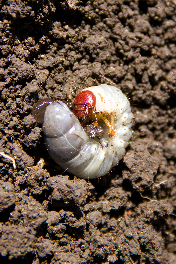 Hortalizas_Lechuga_Plaga_Chiza_Antiquia.jpg