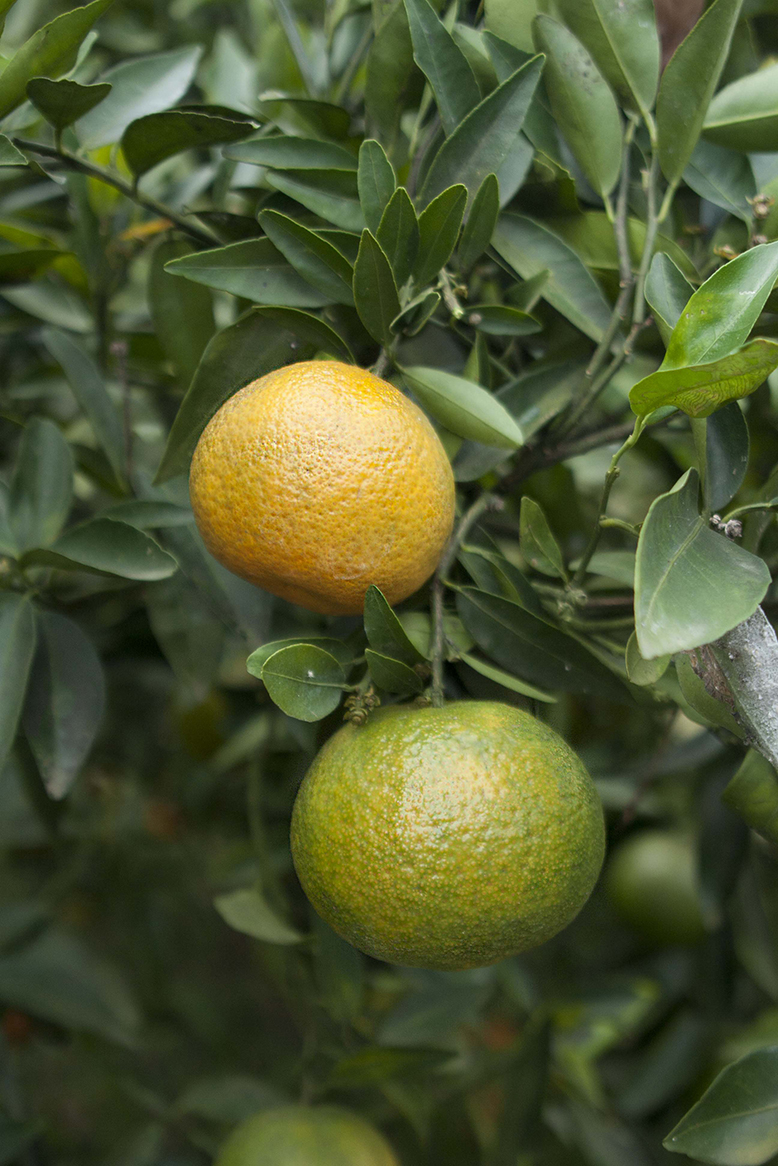 Frutales_Mandarina_Clementina_Pereira_20.jpg