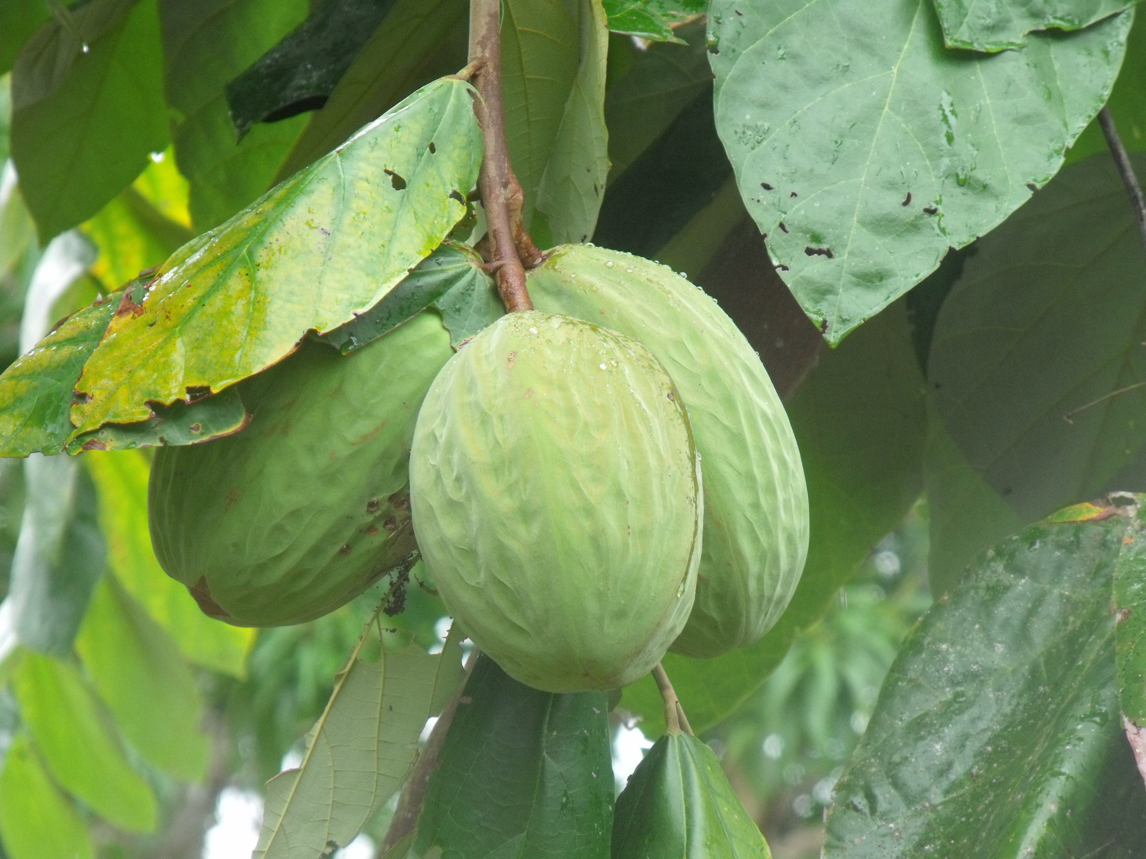 Cacao_Maraco_Theobroma_Bicolor_Florencia_Caquetá_01.jpg